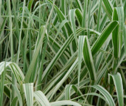Arundo variegatum or Versicolor - Large ornamental grass